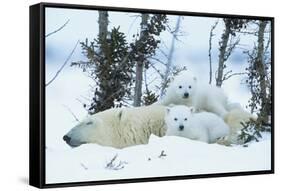 Polar Bear Cubs with Mother in Snow Yukon-Nosnibor137-Framed Stretched Canvas