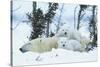 Polar Bear Cubs with Mother in Snow Yukon-Nosnibor137-Stretched Canvas