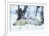 Polar Bear Cubs with Mother in Snow Yukon-Nosnibor137-Framed Photographic Print