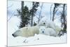 Polar Bear Cubs with Mother in Snow Yukon-Nosnibor137-Mounted Photographic Print