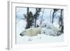 Polar Bear Cubs with Mother in Snow Yukon-Nosnibor137-Framed Photographic Print
