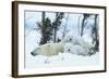 Polar Bear Cubs with Mother in Snow Yukon-Nosnibor137-Framed Photographic Print