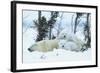 Polar Bear Cubs with Mother in Snow Yukon-Nosnibor137-Framed Photographic Print