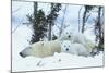 Polar Bear Cubs with Mother in Snow Yukon-Nosnibor137-Mounted Photographic Print