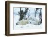 Polar Bear Cubs with Mother in Snow Yukon-Nosnibor137-Framed Photographic Print