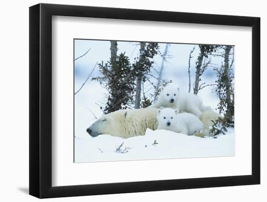 Polar Bear Cubs with Mother in Snow Yukon-Nosnibor137-Framed Photographic Print