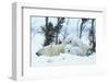 Polar Bear Cubs with Mother in Snow Yukon-Nosnibor137-Framed Photographic Print