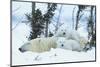 Polar Bear Cubs with Mother in Snow Yukon-Nosnibor137-Mounted Photographic Print