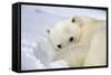 Polar Bear Curled Up on Iceberg at Spitsbergen Island-Paul Souders-Framed Stretched Canvas