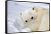 Polar Bear Curled Up on Iceberg at Spitsbergen Island-Paul Souders-Framed Stretched Canvas