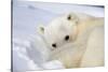 Polar Bear Curled Up on Iceberg at Spitsbergen Island-Paul Souders-Stretched Canvas