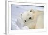 Polar Bear Curled Up on Iceberg at Spitsbergen Island-Paul Souders-Framed Photographic Print