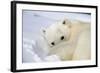 Polar Bear Curled Up on Iceberg at Spitsbergen Island-Paul Souders-Framed Photographic Print