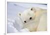 Polar Bear Curled Up on Iceberg at Spitsbergen Island-Paul Souders-Framed Photographic Print