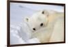 Polar Bear Curled Up on Iceberg at Spitsbergen Island-Paul Souders-Framed Photographic Print