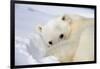 Polar Bear Curled Up on Iceberg at Spitsbergen Island-Paul Souders-Framed Photographic Print