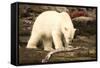 Polar Bear Feeding on a Seal Carcass, Button Islands, Labrador, Canada, North America-Gabrielle and Michel Therin-Weise-Framed Stretched Canvas