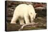 Polar Bear Feeding on a Seal Carcass, Button Islands, Labrador, Canada, North America-Gabrielle and Michel Therin-Weise-Stretched Canvas