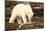 Polar Bear Feeding on a Seal Carcass, Button Islands, Labrador, Canada, North America-Gabrielle and Michel Therin-Weise-Mounted Photographic Print