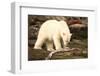 Polar Bear Feeding on a Seal Carcass, Button Islands, Labrador, Canada, North America-Gabrielle and Michel Therin-Weise-Framed Photographic Print