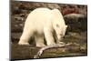 Polar Bear Feeding on a Seal Carcass, Button Islands, Labrador, Canada, North America-Gabrielle and Michel Therin-Weise-Mounted Photographic Print