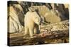 Polar Bear Feeding on Beluga Whale along Hudson Bay, Nunavut, Canada-Paul Souders-Stretched Canvas