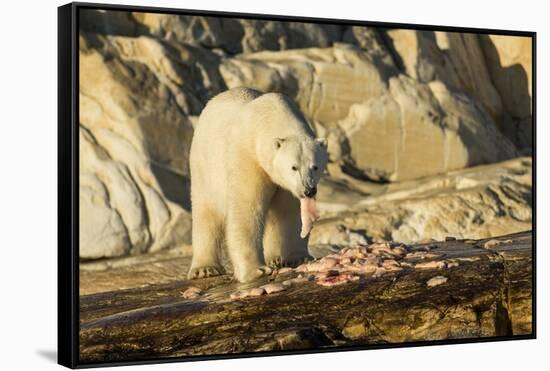 Polar Bear Feeding on Beluga Whale along Hudson Bay, Nunavut, Canada-Paul Souders-Framed Stretched Canvas