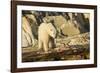 Polar Bear Feeding on Beluga Whale along Hudson Bay, Nunavut, Canada-Paul Souders-Framed Photographic Print