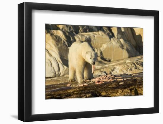 Polar Bear Feeding on Beluga Whale along Hudson Bay, Nunavut, Canada-Paul Souders-Framed Photographic Print