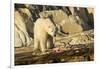 Polar Bear Feeding on Beluga Whale along Hudson Bay, Nunavut, Canada-Paul Souders-Framed Photographic Print