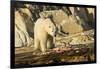 Polar Bear Feeding on Beluga Whale along Hudson Bay, Nunavut, Canada-Paul Souders-Framed Photographic Print