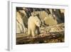 Polar Bear Feeding on Beluga Whale along Hudson Bay, Nunavut, Canada-Paul Souders-Framed Photographic Print