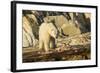 Polar Bear Feeding on Beluga Whale along Hudson Bay, Nunavut, Canada-Paul Souders-Framed Photographic Print