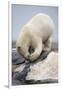 Polar Bear Feeding on Dead Fin Whale-Paul Souders-Framed Photographic Print