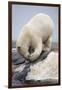 Polar Bear Feeding on Dead Fin Whale-Paul Souders-Framed Photographic Print