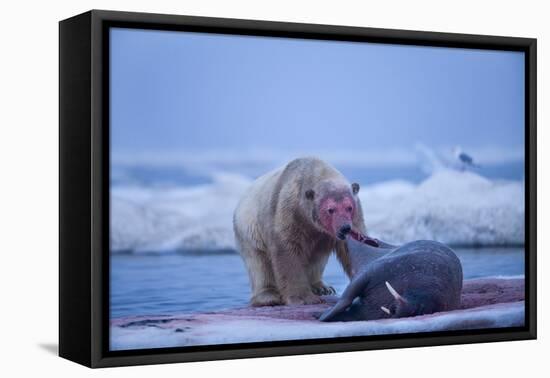 Polar Bear Feeding on Walrus, Hudson Bay, Nunavut, Canada-Paul Souders-Framed Stretched Canvas