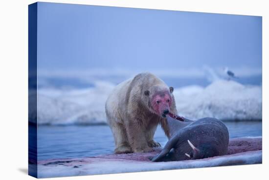 Polar Bear Feeding on Walrus, Hudson Bay, Nunavut, Canada-Paul Souders-Stretched Canvas