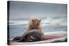 Polar Bear Feeding on Walrus, Hudson Bay, Nunavut, Canada-Paul Souders-Stretched Canvas