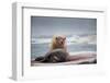 Polar Bear Feeding on Walrus, Hudson Bay, Nunavut, Canada-Paul Souders-Framed Photographic Print