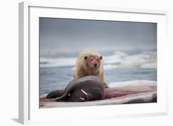 Polar Bear Feeding on Walrus, Hudson Bay, Nunavut, Canada-Paul Souders-Framed Photographic Print