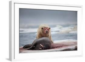 Polar Bear Feeding on Walrus, Hudson Bay, Nunavut, Canada-Paul Souders-Framed Photographic Print