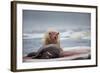 Polar Bear Feeding on Walrus, Hudson Bay, Nunavut, Canada-Paul Souders-Framed Photographic Print