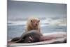 Polar Bear Feeding on Walrus, Hudson Bay, Nunavut, Canada-Paul Souders-Mounted Photographic Print