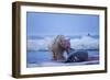 Polar Bear Feeding on Walrus, Hudson Bay, Nunavut, Canada-Paul Souders-Framed Photographic Print