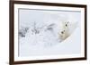 Polar bear female and cub in snow, Manitoba, Canada-Danny Green-Framed Photographic Print