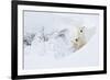 Polar bear female and cub in snow, Manitoba, Canada-Danny Green-Framed Photographic Print