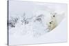 Polar bear female and cub in snow, Manitoba, Canada-Danny Green-Stretched Canvas