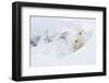 Polar bear female and cub in snow, Manitoba, Canada-Danny Green-Framed Photographic Print