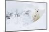 Polar bear female and cub in snow, Manitoba, Canada-Danny Green-Mounted Photographic Print