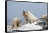 Polar Bear Fighting over Dead Fin Whale-Paul Souders-Framed Stretched Canvas